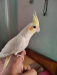 Cokatail Male Tame